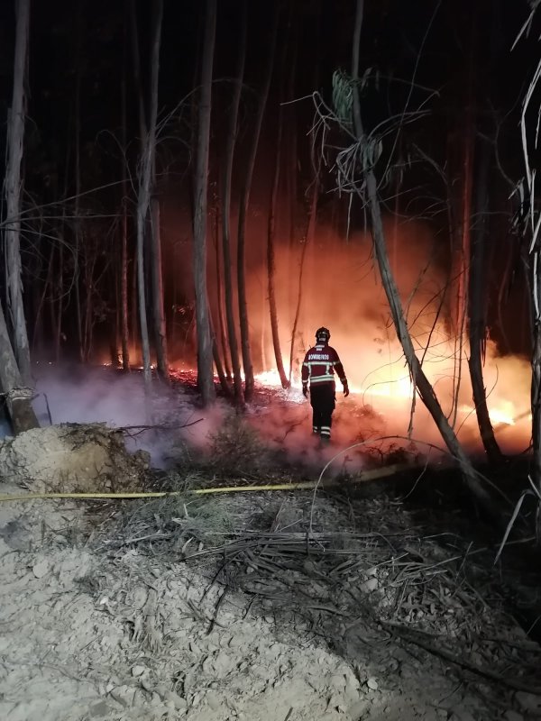 Incêndio agrícola mobiliza dezenas de operacionais em Pinhal&nbsp;Novo