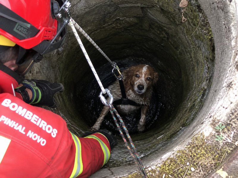 Bombeiros de Pinhal Novo resgatam cão de&nbsp;poço