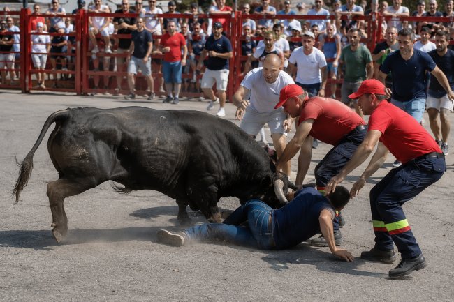 Largadas das Festas Populares de Pinhal Novo registam um ferido leve após&nbsp;colhida