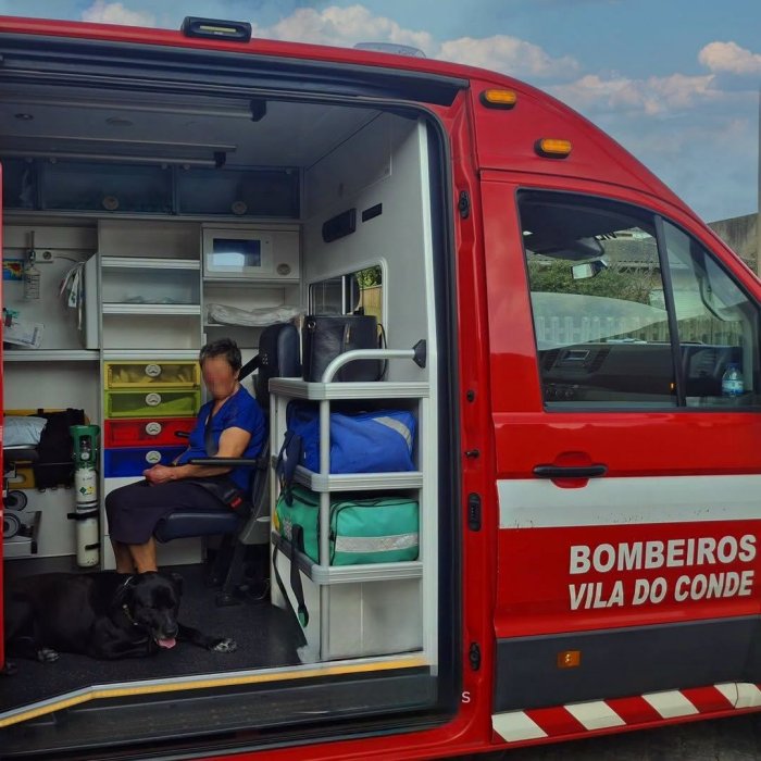 Cão recusa abandonar dona após queda e acompanha cuidados dentro da&nbsp;ambulância
