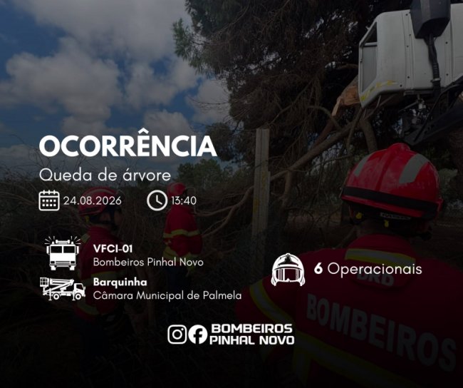 Ocorrência – Queda de árvore na via&nbsp;pública