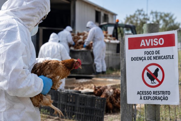 Doença de Newcastle detetada na Moita leva ao abate preventivo de aves e a restrições em vários&nbsp;concelhos